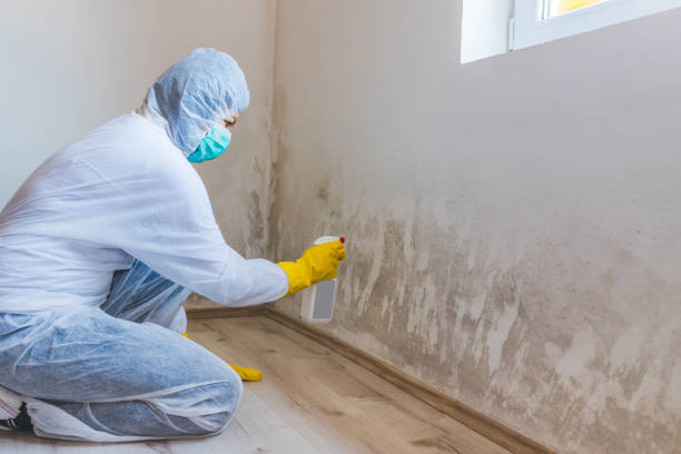 Professional mold removal team in Richmond