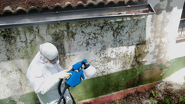 Mold Remediation service in Richmond, Richmond, IL